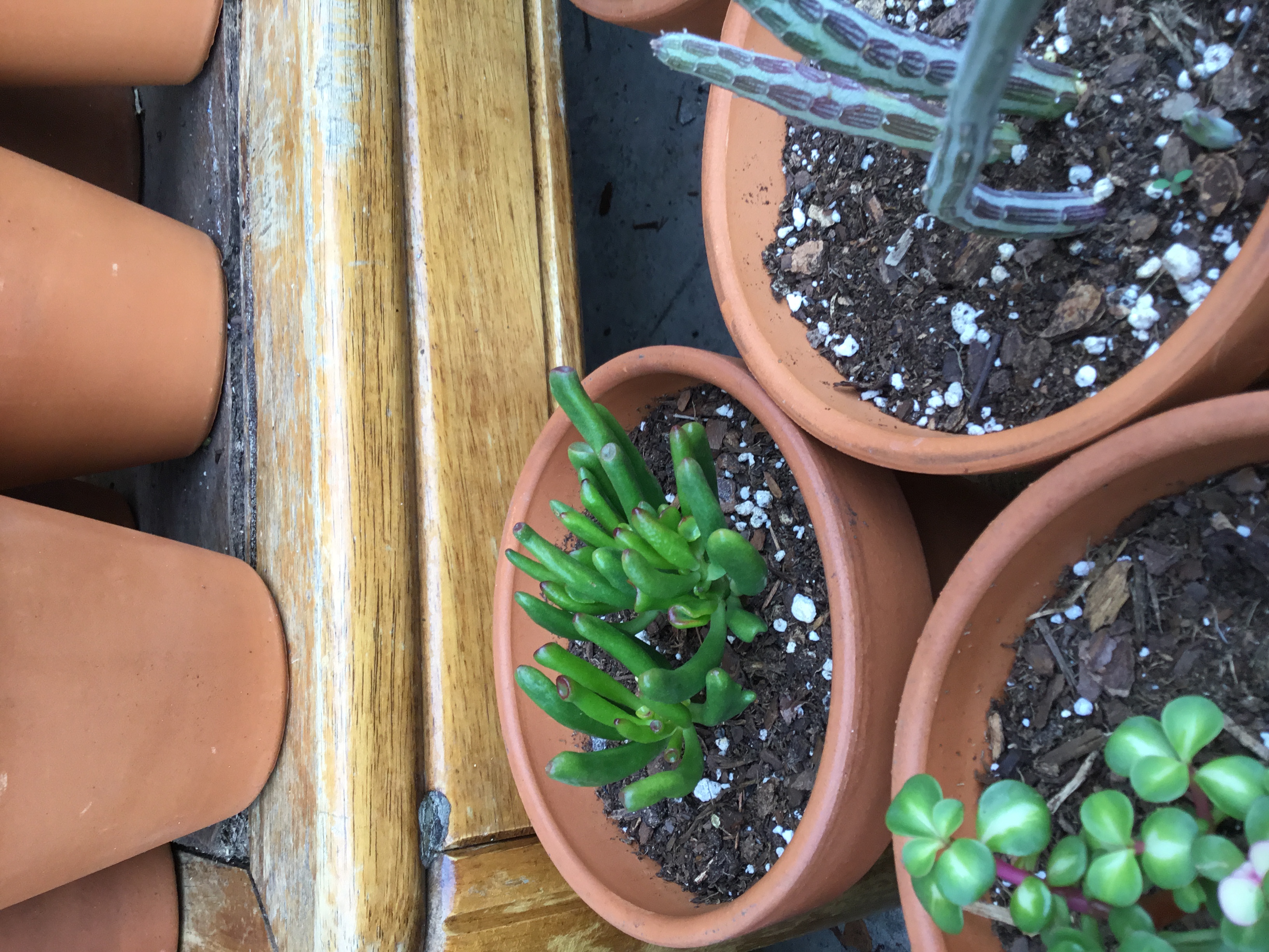 Crassula ovata Gollum - Gollum Jade.jpg
